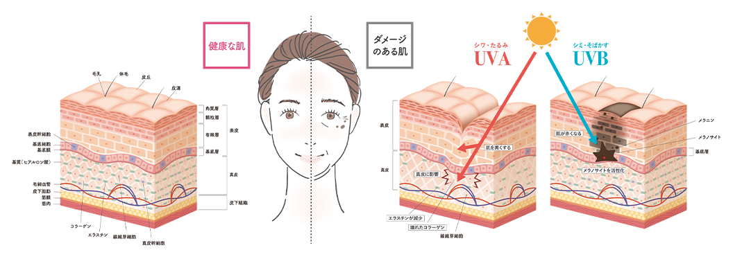 スネコス(SUNEKOS)_素材①