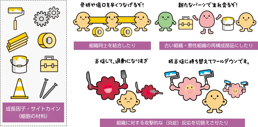 成長因子・サイトカインのわかりやすい図解