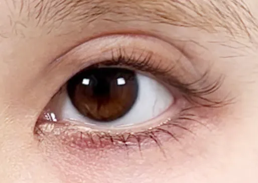 ハム目イメージ画像