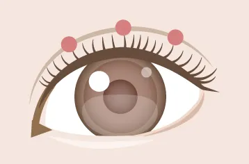 アムール・トレイメージ画像