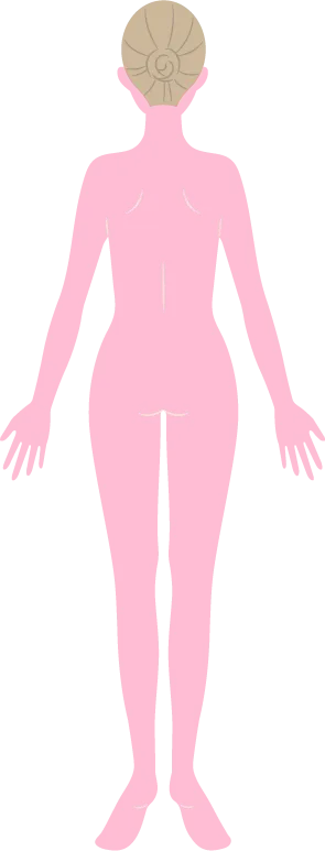 全身フルコースを示すイラスト背面