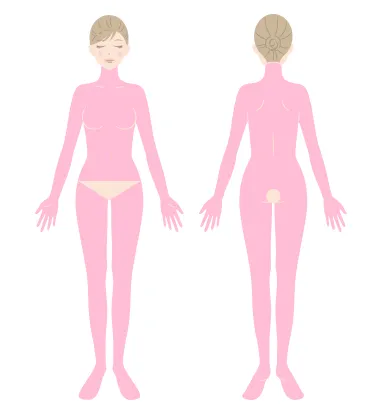 全身を示すイラスト