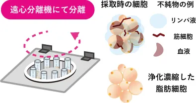 脂肪を遠心分離機にて分離
